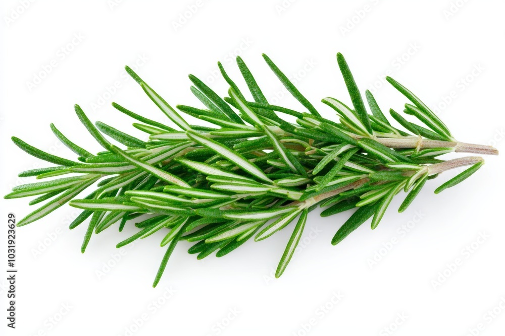 A sprig of fresh rosemary, its needle-like leaves a deep green, isolated on a white background A sprig of fresh rosemary, its needle-like leaves a deep green, isolated on a white background