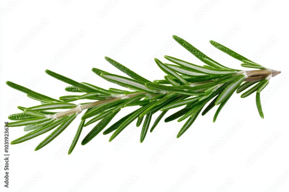 A sprig of fresh rosemary, its needle-like leaves a deep green, isolated on a white background A sprig of fresh rosemary, its needle-like leaves a deep green, isolated on a white background