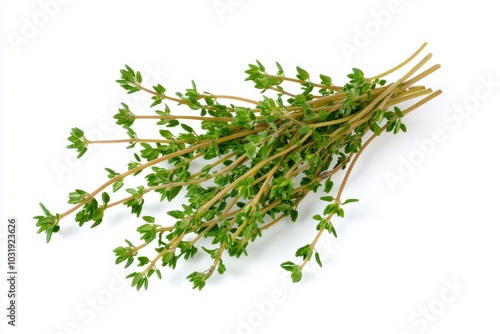 A sprig of fresh thyme, its small green leaves detailed and vibrant, isolated on a white background photo