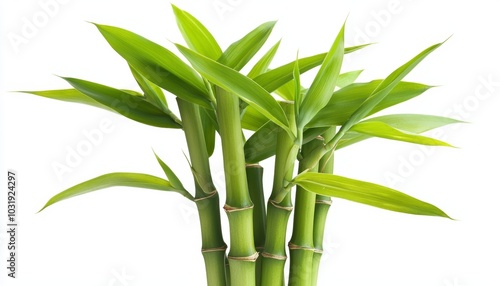 A vibrant green bamboo stalk with leaves attached, isolated on a white background