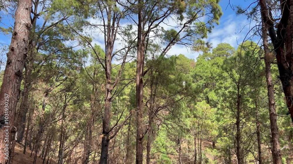 Bosque de pinos canarios y senderísta, tras incendio forestal en los montes de La Esperanza en la isla de Tenerife, islas Canarias Bosque de pinos canarios y senderísta, tras incendio forestal en los montes de La Esperanza en la isla de Tenerife, islas Canarias