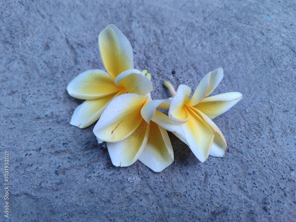 frangipani flower falling from the tree frangipani flower falling from the tree