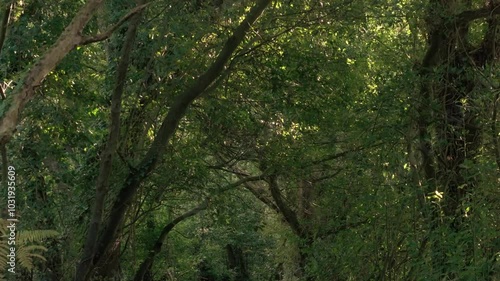 Tropical Jungle With Dense Trees On Mountain Hike Trail Near Sisalde In Arteixo, Galicia Spain. Pullback Shot