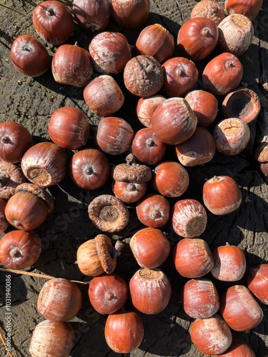 Plakat close up of hazelnuts
