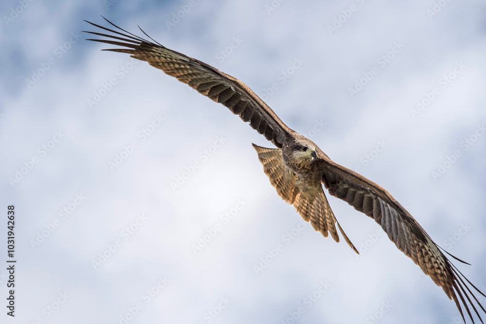 An eagle flies in the sky in the mountains An eagle flies in the sky in the mountains