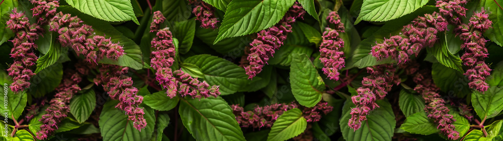 Lush green foliage with clusters of pink amaranth flowers. Banner or header Lush green foliage with clusters of pink amaranth flowers. Banner or header