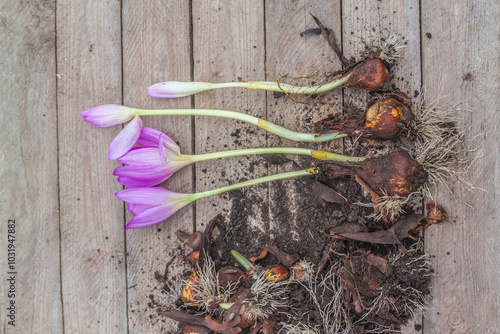 Bulbs with flowers and buds of colchicum on a wooden table, top view.
