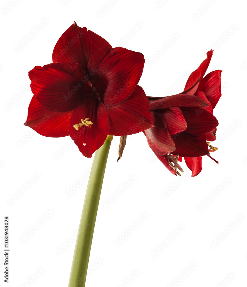 Bloom dark-red Hippeastrum (amaryllis) 'Arabian night' Bloom dark-red Hippeastrum (amaryllis) 'Arabian night'