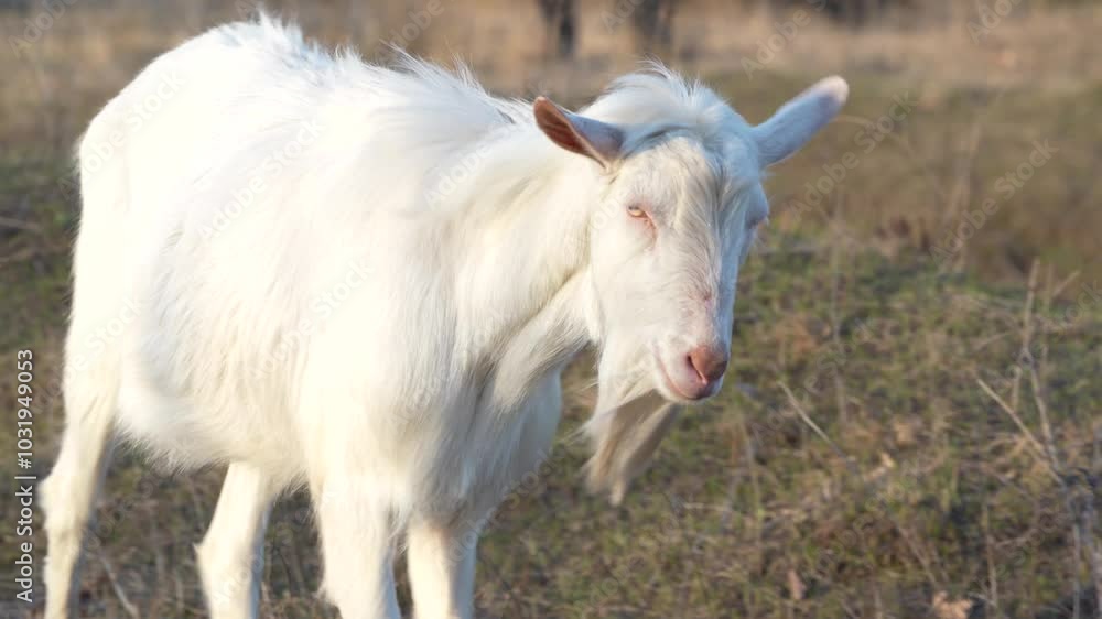 A playful white goat kid strolls in a sunlit farmyard, surrounded by earthy tones. The peaceful rural scene is perfect for nature and agriculture-related media projects. A playful white goat kid strolls in a sunlit farmyard, surrounded by earthy tones. The peaceful rural scene is perfect for nature and agriculture-related media projects.