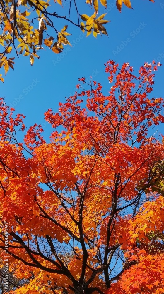 Vibrant autumn foliage under a clear blue sky in a serene park during afternoon light Vibrant autumn foliage under a clear blue sky in a serene park during afternoon light