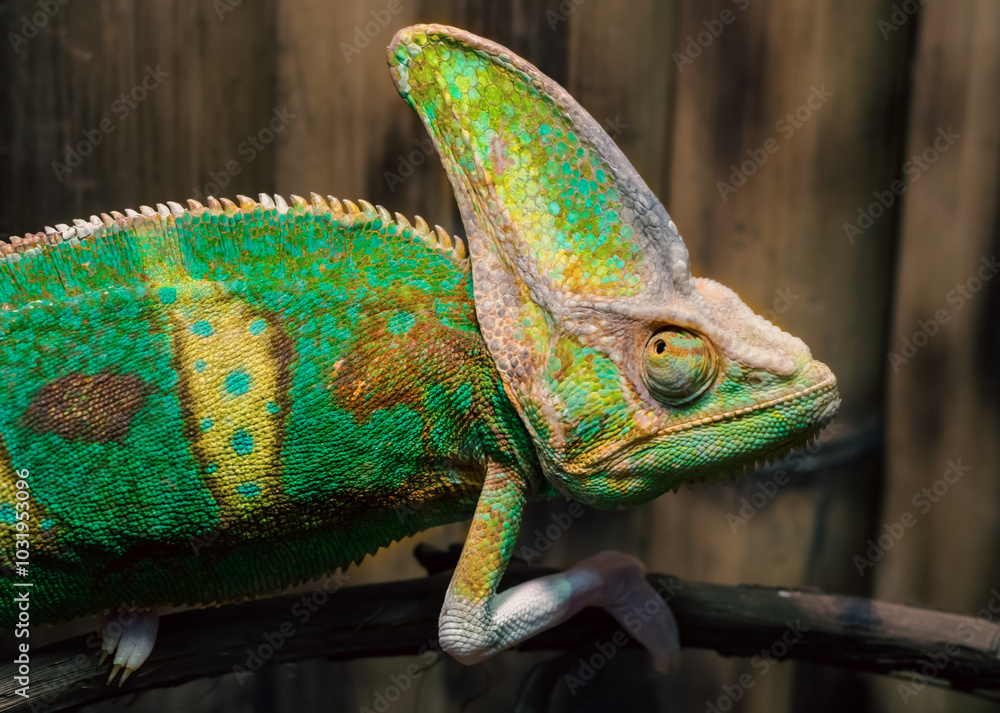 Fototapeta premium green chameleon on a branch