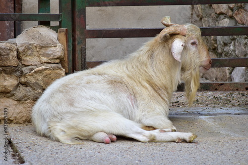 baby goat on a farm