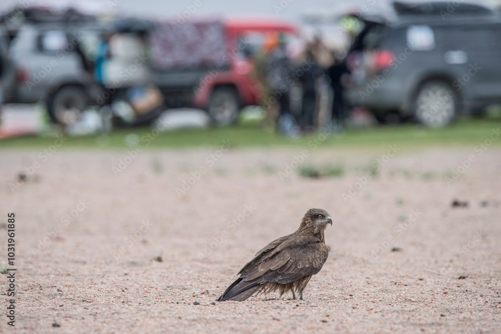 Obraz premium Eagle Sitting on the Ground
