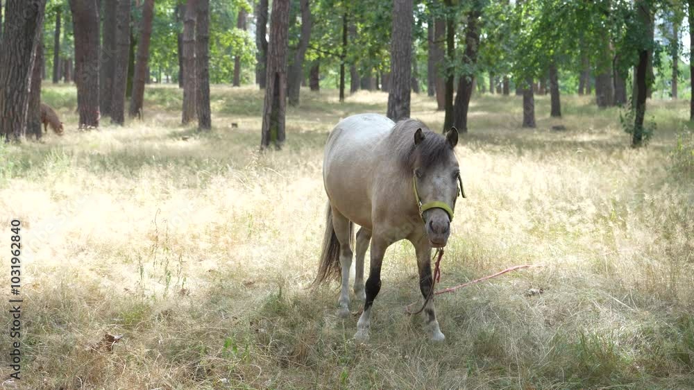 In a serene forest, a brown horse with a harness grazes in lush, tall grasses by a winding trail, enveloped in the soft glow of sunlight filtering through the trees. In a serene forest, a brown horse with a harness grazes in lush, tall grasses by a winding trail, enveloped in the soft glow of sunlight filtering through the trees.