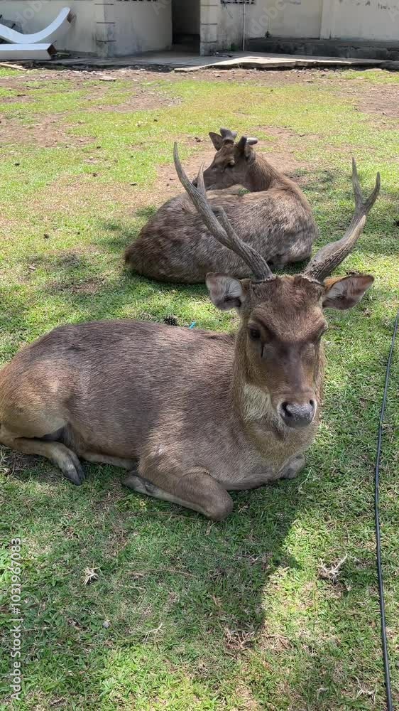 male and female deer sitting relaxed male and female deer sitting relaxed
