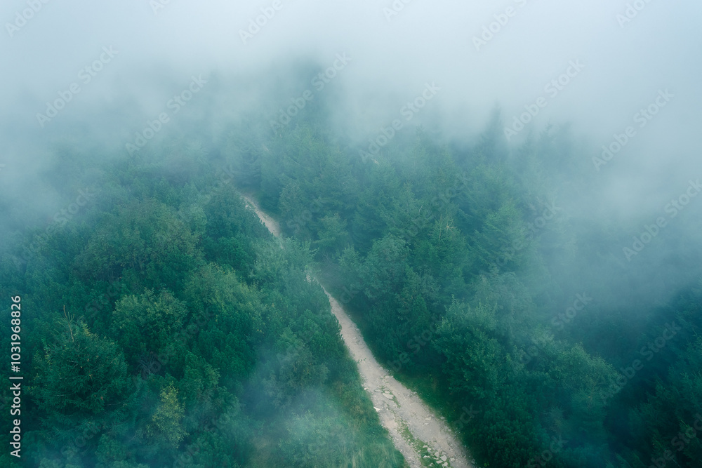 Thick fog moves over the trees, top view of dense forest in the morning.