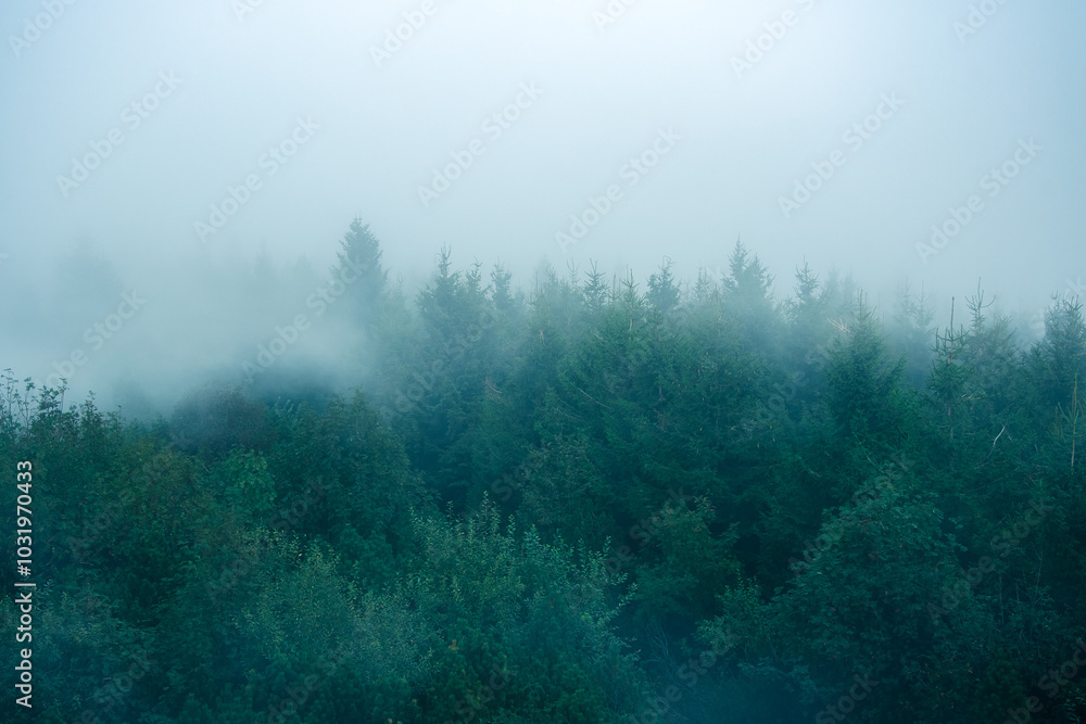 Thick fog moves over the trees, top view of dense forest in the morning.