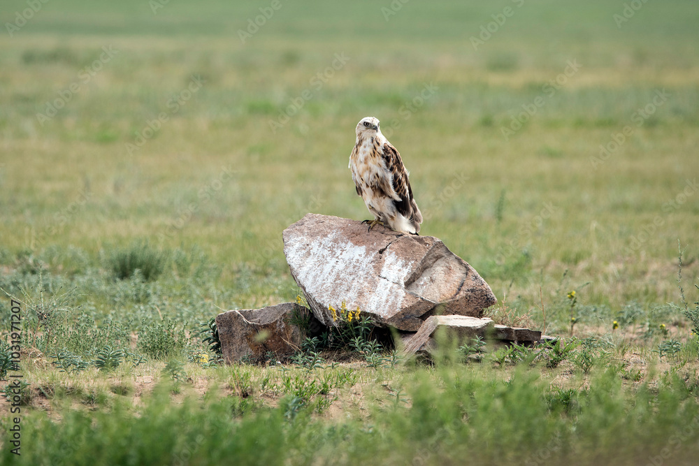 Eagle Sitting on the Ground Eagle Sitting on the Ground