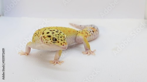 Macro video of a leopard gecko on a white background, create your own text on the background