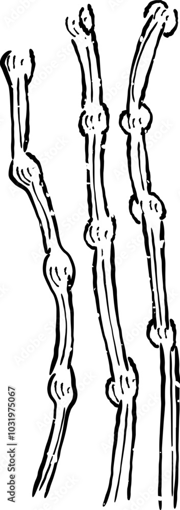 Leaf Icon Set and treeleaf