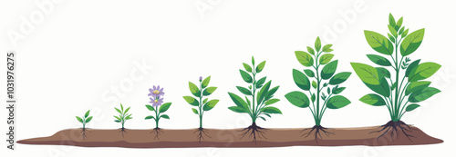 Plant Growth Stages Illustration  
