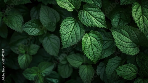 A collection of vibrant green leaves against a dark background