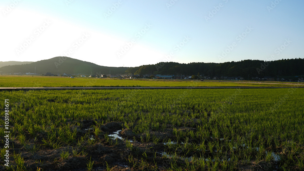 Fototapeta premium Sunset and rice fields after harvest