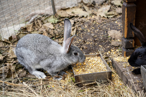 Little white rabbit with black ears and nose sitting in a cage in a farm photo