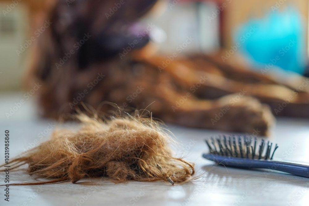 Brushing dog hair, happy Irish Setter after brushing. Hair, brush Brushing dog hair, happy Irish Setter after brushing. Hair, brush