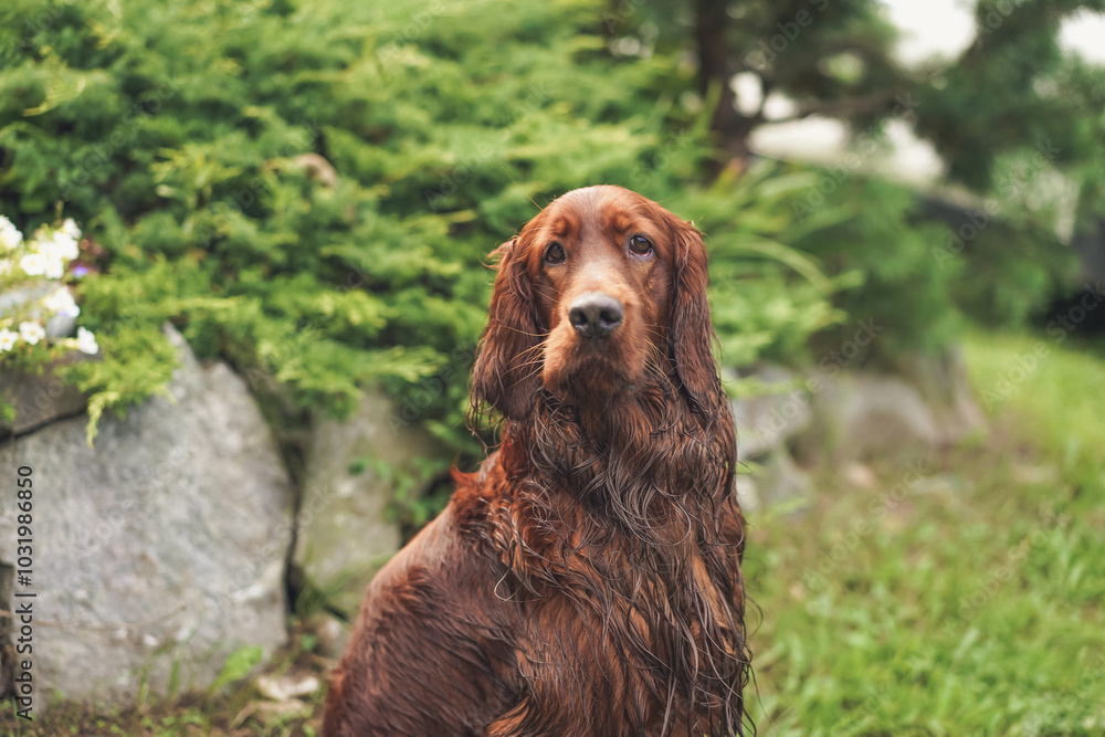 Obraz premium Portrait of a happy Irish Setter. Purebred hunting dog