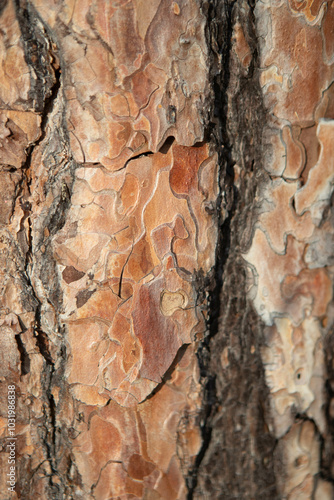 wooden texture, tree bark background