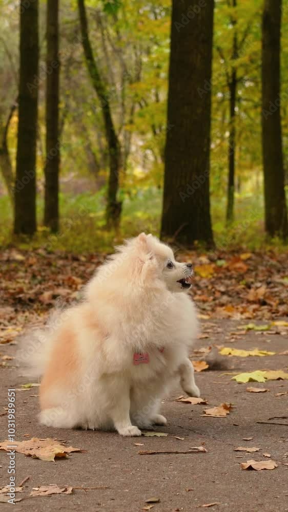 little cute fluffy puppy on a walk with his young girl owner in the park. Dog breed Pomeranian Spitz. Yellow autumn leaves in the forest little cute fluffy puppy on a walk with his young girl owner in the park. Dog breed Pomeranian Spitz. Yellow autumn leaves in the forest
