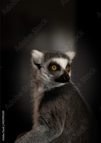 Lemur portrait
