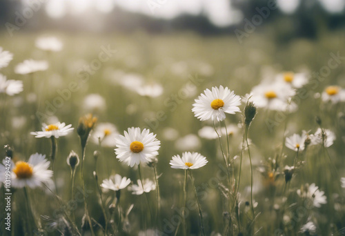 Flower garden meadow and grass on a white background transparent