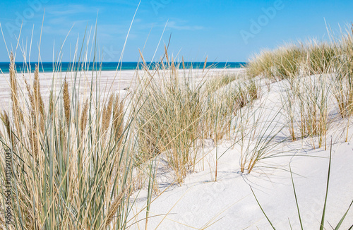 Wide dune in Leba, the biggest dune in Europe. Baltic sea. Poland. Windy weather.