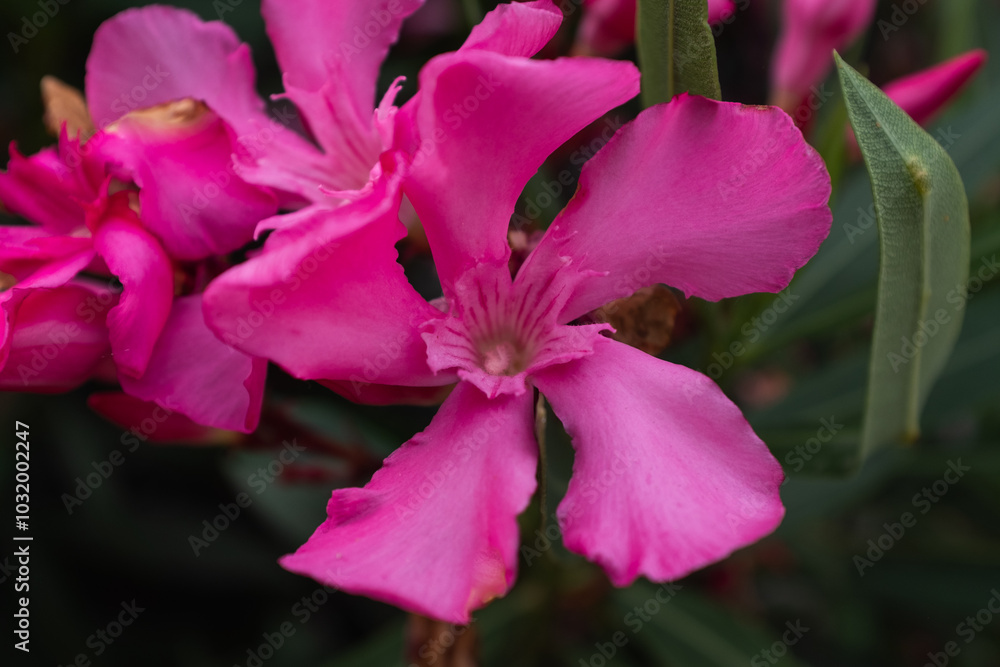 Naklejka premium Close-Up of Vibrant Pink Oleander Flower in Full Bloom. Floral background for publication, poster, screensaver, wallpaper, banner, cover, post. High quality photography