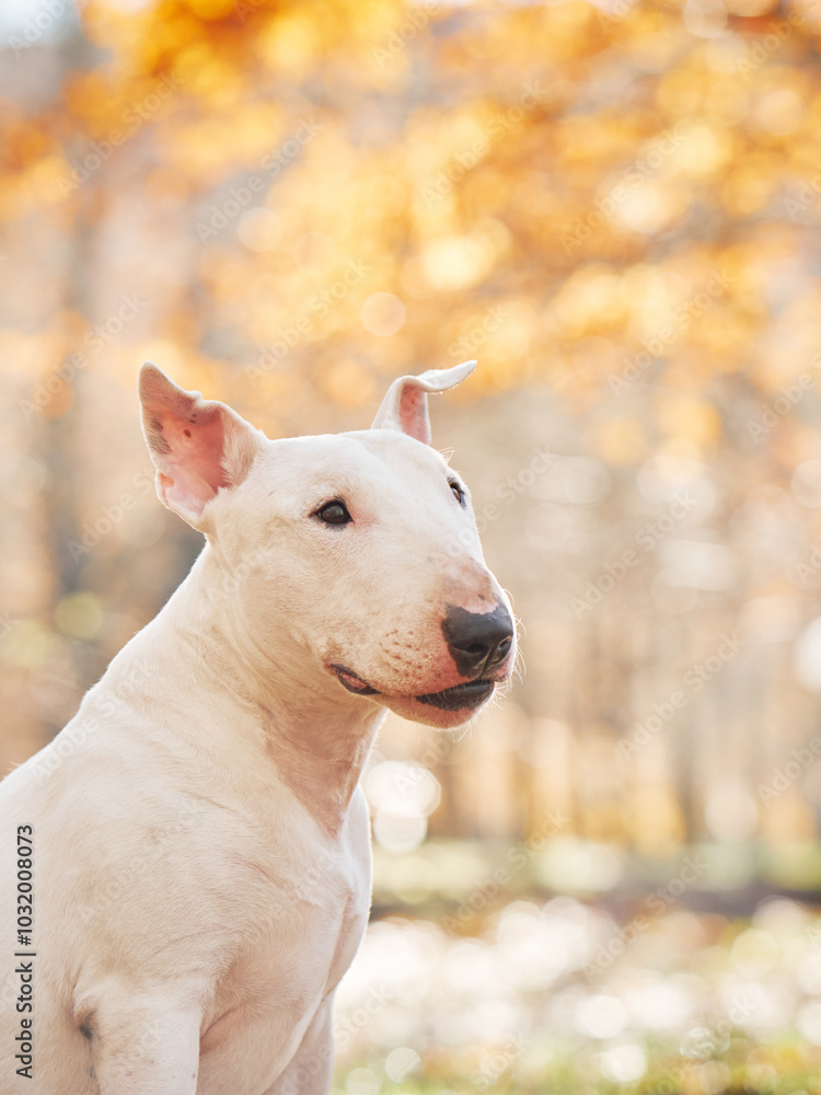 A close-up of a Bull Terrier with a background of autumn foliage in a forest. A close-up of a Bull Terrier with a background of autumn foliage in a forest.