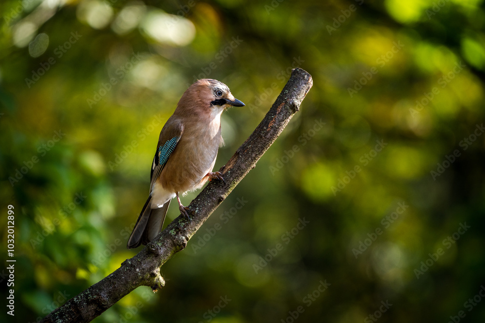 common jay on a tree in the park common jay on a tree in the park