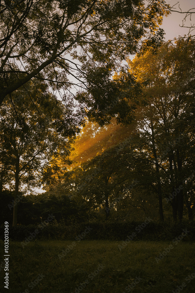 Obraz premium A foggy morning in the park, where mist lingers among the trees. Gentle rays of sunlight pierce through the fog, casting a soft, golden glow. Dew glistens on the grass, and the air is still and cool.