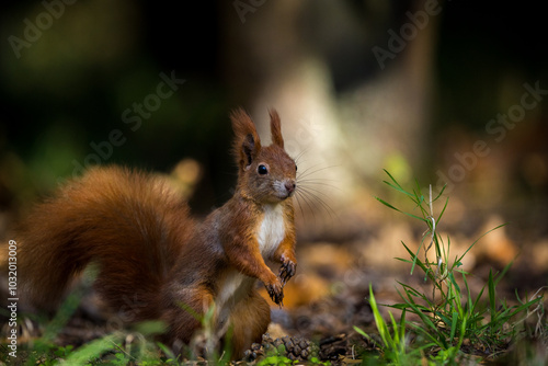 red squirrel in park in autumn