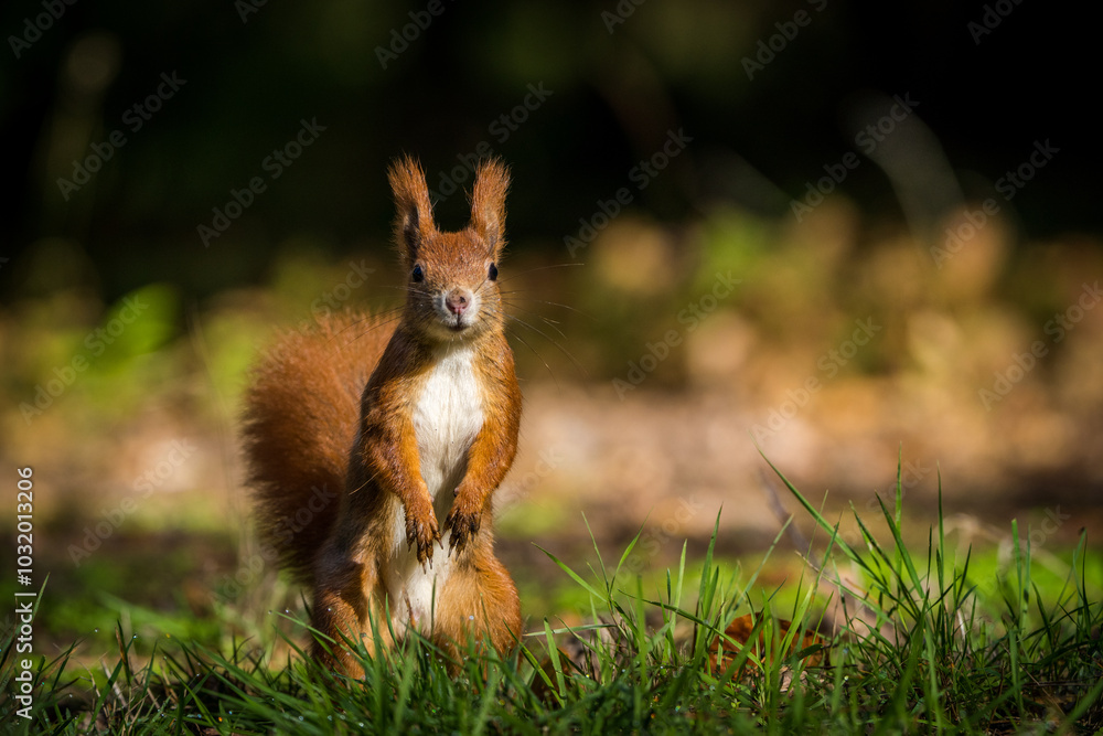 Fotografie red squirrel in park in autumn