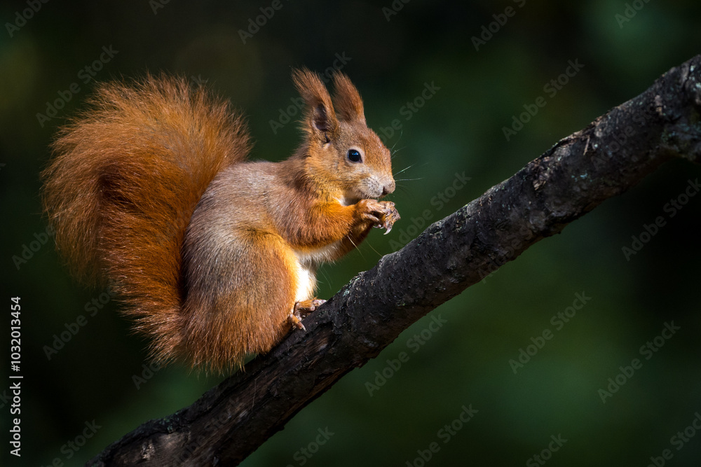 red squirrel with a nut in autumn red squirrel with a nut in autumn
