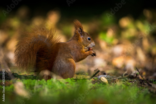 red squirrel with a nut in autumn