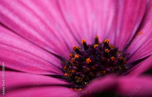 macro photo pruple african daisy