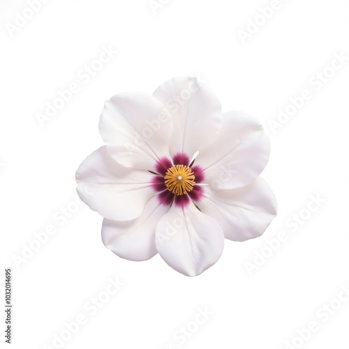 White flower blooming with purple and yellow center on white background