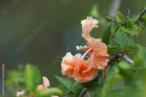 Soft apricot Hibiscus rosa-sinensis flower in the garden	
