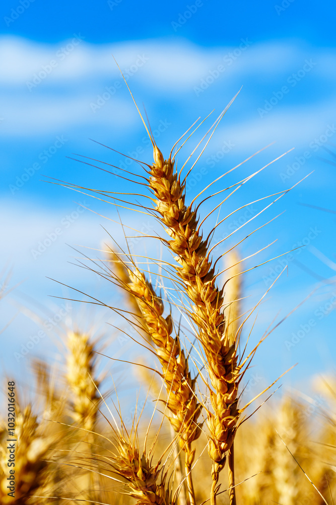 Golden ripe wheat under blue sky in sunlight in summer