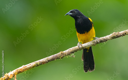 Fotografía Gelbschultertrupial, black-cowled oriole (Icterus prosthemelas)