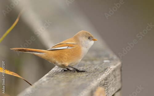 weibliche Bartmeise (Panurus biarmicus) photo