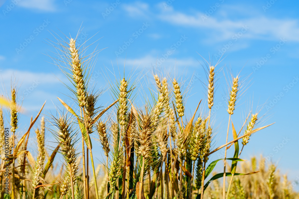 Golden ripe wheat under blue sky in sunlight in summer Golden ripe wheat under blue sky in sunlight in summer